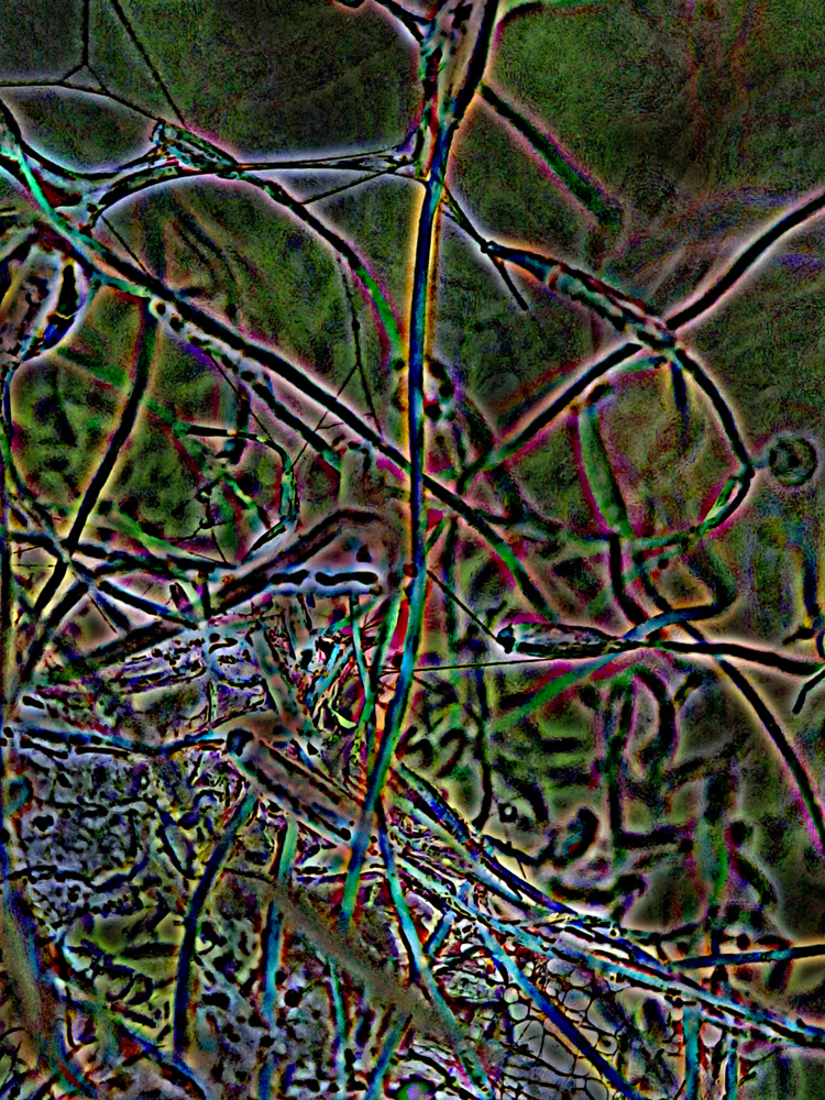 aus der Serie MOOS