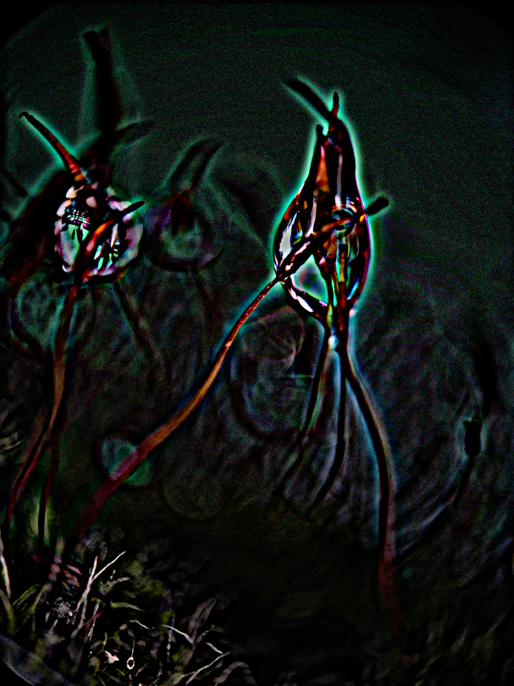 aus der Serie MOOS